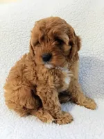 Olive, a female Cavapoo for sale in Franklin, KY – Photo 6 of 7