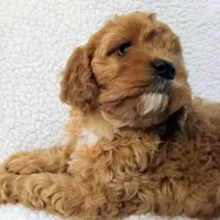 Olive, a female Cavapoo for sale in Franklin, KY – Photo 2 of 7