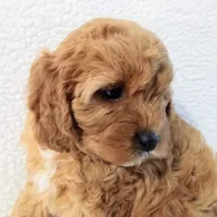 Olive, a female Cavapoo for sale in Franklin, KY – Photo 4 of 7