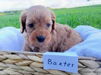 Baxter, a male Cavapoo for sale in Franklin, KY – 4 of 5