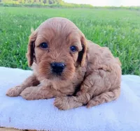 Abby, a female Cavapoo for sale in Franklin, KY – 3 of 6