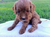 Brooke, a female Cavapoo for sale in Franklin, KY – 7 of 8