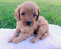 Abby, a female Cavapoo for sale in Franklin, KY – 2 of 6