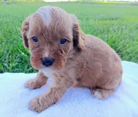 Andy, a male Cavapoo for sale in Franklin, KY – 3 of 7