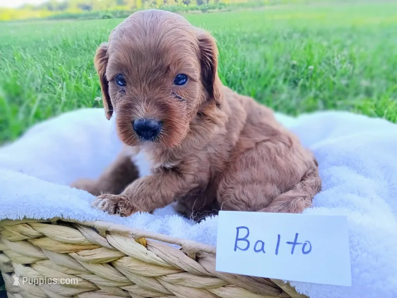 Balto – Cavapoo puppy for sale in Franklin, KY