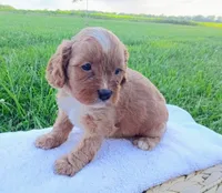Andy, a male Cavapoo for sale in Franklin, KY – 5 of 7