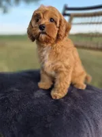 Alex, a male Cavapoo for sale in Franklin, KY – 3 of 10