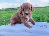 Brooke, a female Cavapoo for sale in Franklin, KY – 8 of 8