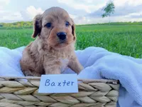 Baxter, a male Cavapoo for sale in Franklin, KY – 2 of 5