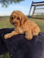 Alex, a male Cavapoo for sale in Franklin, KY – 5 of 10