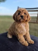 Alex, a male Cavapoo for sale in Franklin, KY – 7 of 10