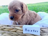 Baxter, a male Cavapoo for sale in Franklin, KY – 3 of 5