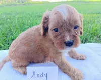 Andy, a male Cavapoo for sale in Franklin, KY – 6 of 7