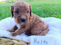 Balto, a male Cavapoo for sale in Franklin, KY – 5 of 5