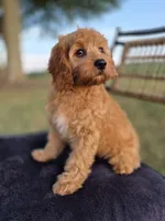 Baxter, a male Cavapoo for sale in Franklin, KY – 4 of 10