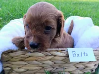 Balto, a male Cavapoo for sale in Franklin, KY – 4 of 5