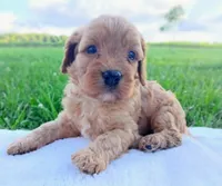 Annie, a female Cavapoo for sale in Franklin, KY – 7 of 8