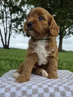 Bonnie, a female Cavapoo for sale in Franklin, KY – 4 of 7