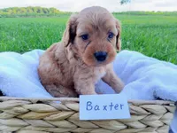 Baxter, a male Cavapoo for sale in Franklin, KY – 5 of 5