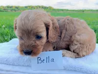 Bella, a female Cavapoo for sale in Franklin, KY – 4 of 5