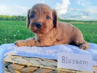 Blossom , a female Cavapoo for sale in Franklin, KY – 6 of 7