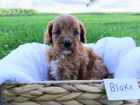Blake, a male Cavapoo for sale in Franklin, KY – 7 of 9