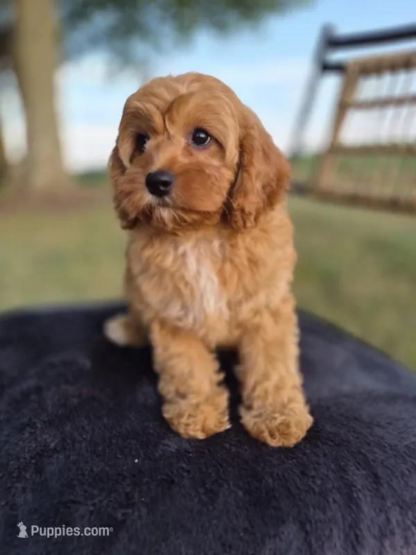 Alex – Cavapoo puppy for sale in Franklin, KY