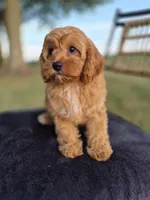 Alex, a male Cavapoo for sale in Franklin, KY – 1 of 10