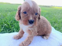Andy, a male Cavapoo for sale in Franklin, KY – 4 of 7