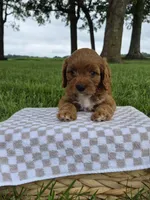 Bonnie, a female Cavapoo for sale in Franklin, KY – 3 of 7