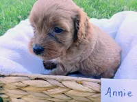 Annie, a female Cavapoo for sale in Franklin, KY – 3 of 8