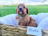 Blake, a male Cavapoo for sale in Franklin, KY – 8 of 9
