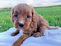 Brooke, a female Cavapoo for sale in Franklin, KY – 2 of 8