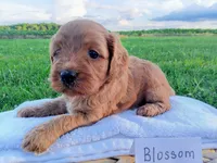 Blossom , a female Cavapoo for sale in Franklin, KY – 7 of 7