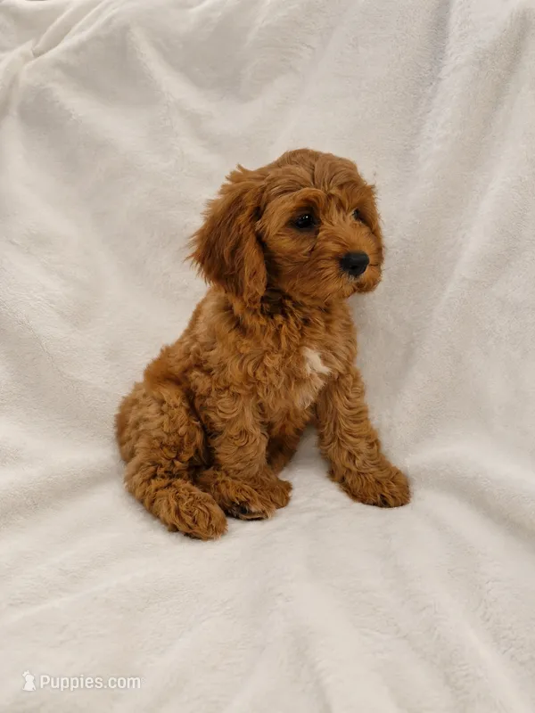 Blossom  – Cavapoo puppy for sale in Franklin, KY