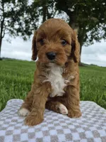 Bonnie, a female Cavapoo for sale in Franklin, KY – 6 of 7