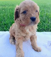 Alex, a male Cavapoo for sale in Franklin, KY – 8 of 10