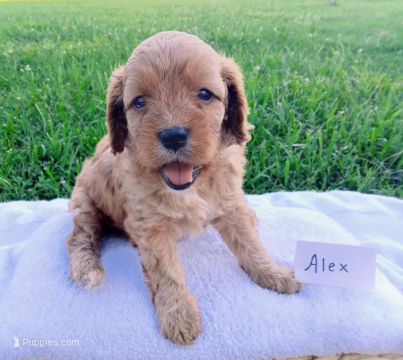 Alex – Cavapoo puppy for sale in Franklin, KY