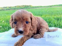 Brooke, a female Cavapoo for sale in Franklin, KY – 4 of 8
