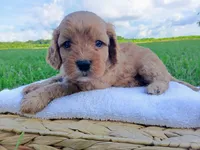 Alex, a male Cavapoo for sale in Franklin, KY – 10 of 10