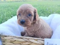 Annie, a female Cavapoo for sale in Franklin, KY – 4 of 8