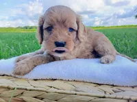 Alex, a male Cavapoo for sale in Franklin, KY – 9 of 10