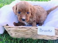 Brooke, a female Cavapoo for sale in Franklin, KY – 1 of 8