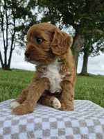 Bonnie, a female Cavapoo for sale in Franklin, KY – 7 of 7
