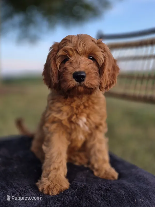 Blossom  – Cavapoo puppy for sale in Franklin, KY