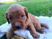 Balto, a male Cavapoo for sale in Franklin, KY – 3 of 5