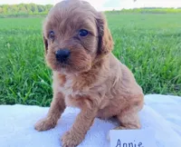 Annie, a female Cavapoo for sale in Franklin, KY – 5 of 8