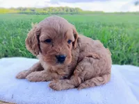 Abby, a female Cavapoo for sale in Franklin, KY – 4 of 6