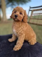Baxter, a male Cavapoo for sale in Franklin, KY – 3 of 10