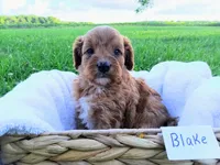 Blake, a male Cavapoo for sale in Franklin, KY – 2 of 9